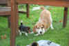 play.jpg (111800 bytes)